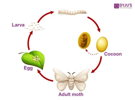 Draw The Life Cycle Of Silk Moth | Images and Photos finder