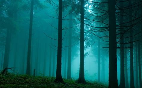 🔥 [44+] Foggy Forest Wallpapers | WallpaperSafari