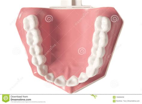 Dental human teeth model stock photo. Image of clean - 105656256