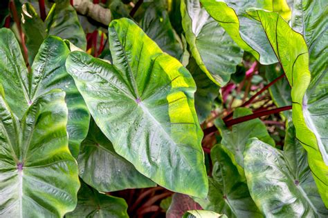 How to Grow Elephant Ears (Xanthosoma) in Your Garden