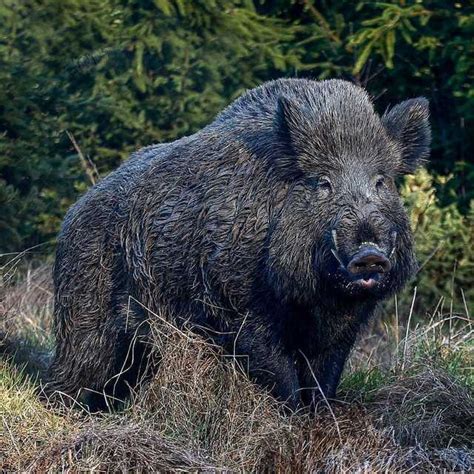 This huge Wild Boar : r/natureismetal