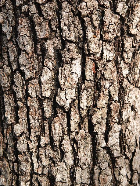 24,100+ Oak Tree Bark Stock Photos, Pictures & Royalty-Free Images - iStock