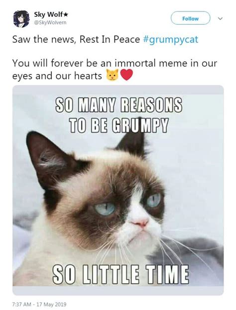 RIP Grumpy Cat: Looking back on her best memes | story | Kids News