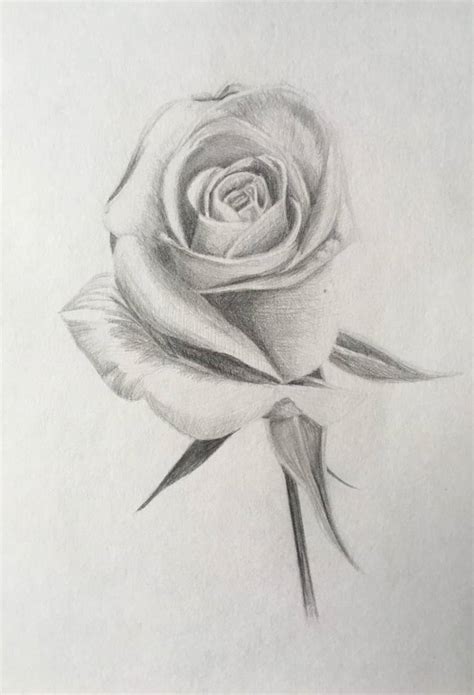 The Rose and pencil Drawing by Maria Lebedeva | Saatchi Art