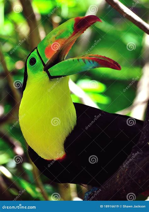 Toucan with beak open stock image. Image of beak, lime - 18916619