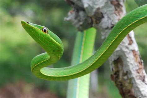 Green Vine Snake