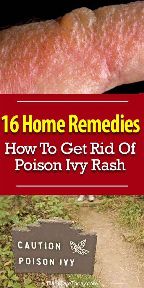 Everyone wants to avoid contact with poison ivy or look for ways to get rid of poison ivy rash ...