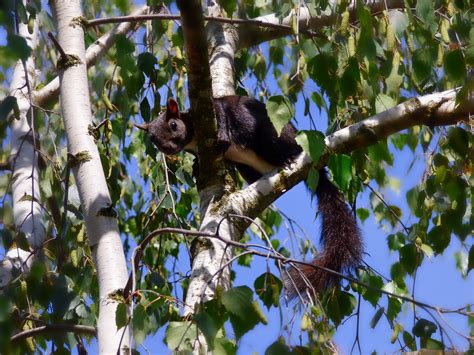 Squirrel Birch Tree Wildlife - Free photo on Pixabay - Pixabay