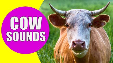 COW SOUNDS | Learn Animals with Kiddopedia #Shorts - YouTube