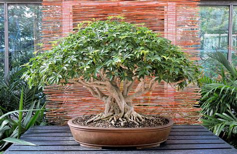 Bonsai Umbrella Tree Photograph by Susan Hope Finley - Fine Art America