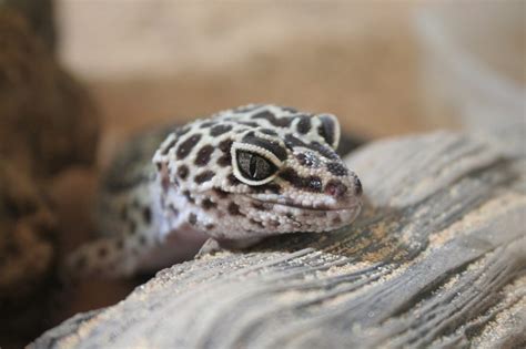 Leopard Gecko Shedding 101: The Expert’s Guide – Reptile Advisor