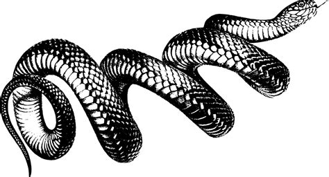 Snake Art Png - Clip Art Library