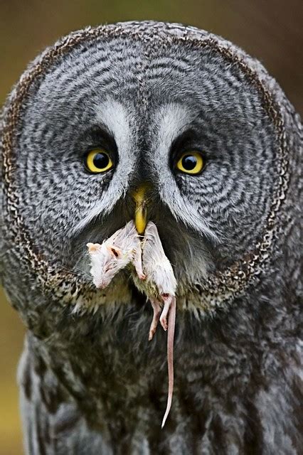 Feeding Habits - Great Grey Owl