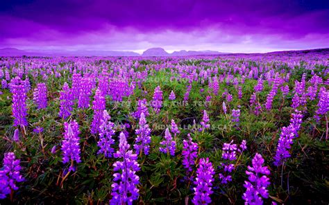 Lupin Paradise Fields Iceland Flowers #rb9i