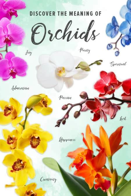 The Meaning Behind Various Orchid Colors - Welke's House of Roses