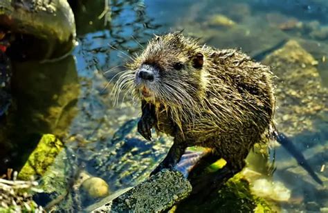 Nutria - Description, Habitat, Image, Diet, and Interesting Facts