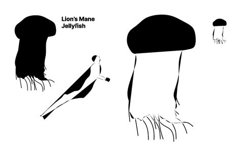 Lion’s Mane Jellyfish (Cyanea capillata) Dimensions & Drawings ...