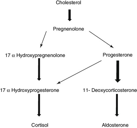 2 Pathway of cortisol synthesis | Download Scientific Diagram