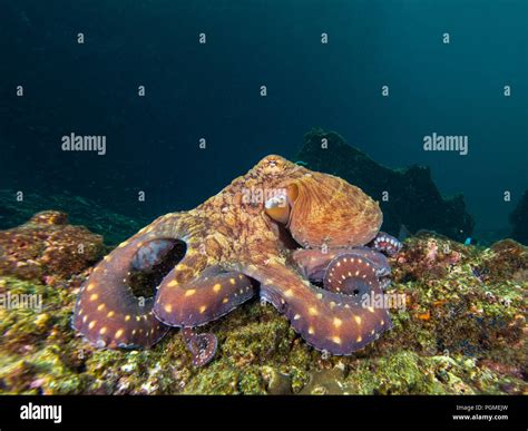 Octopus a coral reef Stock Photo - Alamy