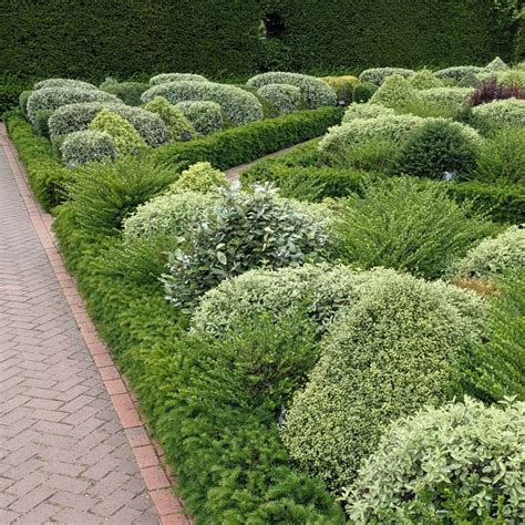 Pittosporum hedge - Page 2 — BBC Gardeners' World Magazine