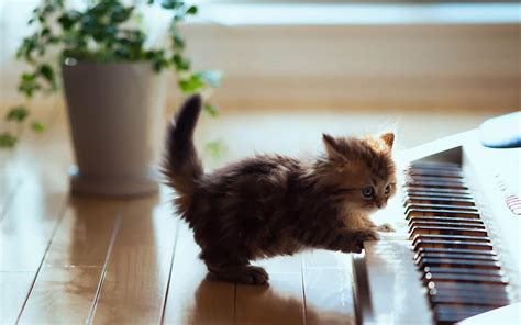 Piano Cat Wallpapers - Wallpaper Cave