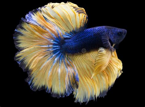 Betta Mustard Gas Halfmoon HM Male Or Plakat Fighting Fish Splendens Stock Photo - Image of ...