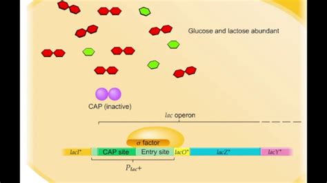 Lac Operon Animation