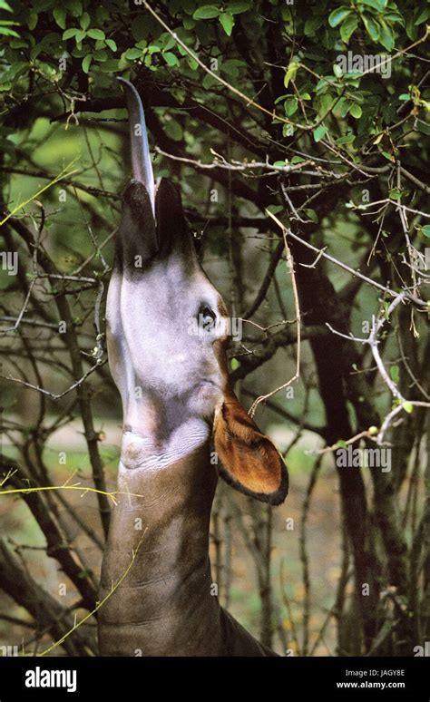 Okapi, Okapia Johnstoni, Frauen, Essen, Blätter, Zunge Stockfotografie - Alamy