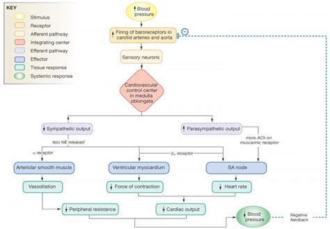 T he baroreceptor reflex: the response to increased blood pressure 32 ...