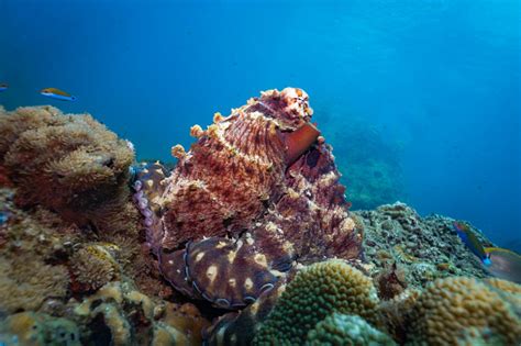 Underwater Reef Octopus Camouflaged On Coral Reef Stock Photo - Download Image Now - iStock