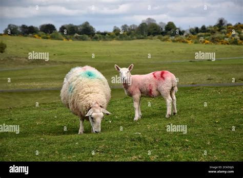 ewe and lamb Stock Photo - Alamy