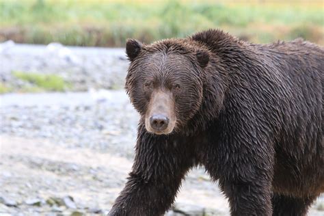 View coastal brown bears in their natural habitat on Kodiak Island ...