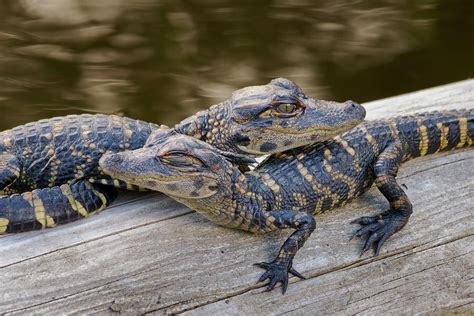 Alligator Babies 1 Photograph by Robert Grauer