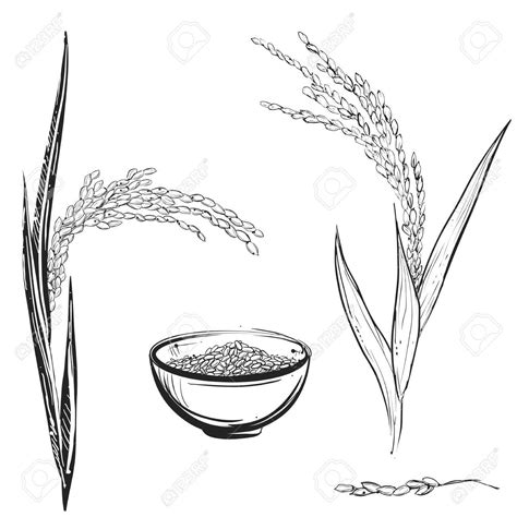 Rice Plant Drawing at GetDrawings | Free download