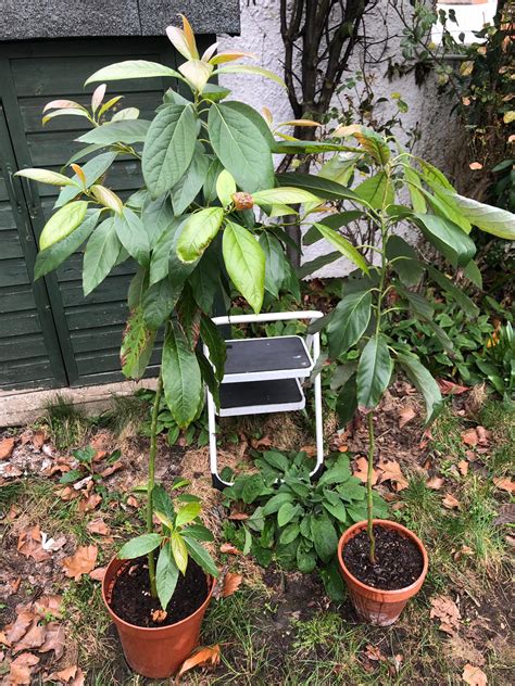 How to care for my potted avocado plant - Gardening & Landscaping Stack ...