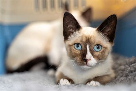 Snowshoe Cats | Origins, Facts & Their Personality