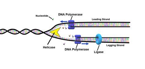 Dna Ligase