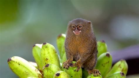 pygmy marmoset -Pet | Baby | Facts | Diet | Lifespan | Habitat - Primates Park