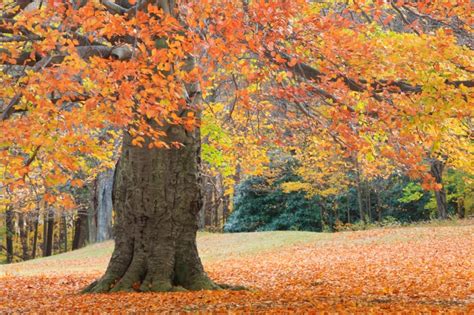 Don’t Miss The Famous Connecticut Fall Foliage