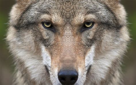 Wolf Face wallpaper | animals | Wallpaper Better