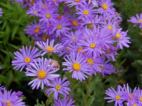 Aster amellus (Italian Aster) - World of Flowering Plants