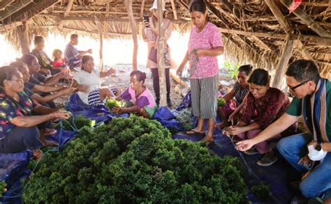 Sustainable Seaweed Farming – Yayasan Tahija