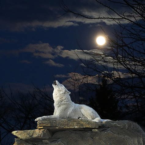 White Wolf Howling At The Moon Digital Art by Imageries Photography