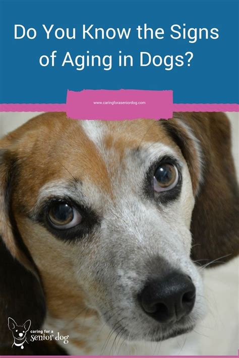 Signs of Aging in Dogs - Caring for a Senior Dog | Aging signs, Senior dog health, Senior dog