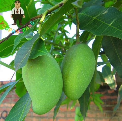 Tropical Mango Fruit Tree Seed Pack - BestSeedsOnline.com - Free Shipping Worldwide