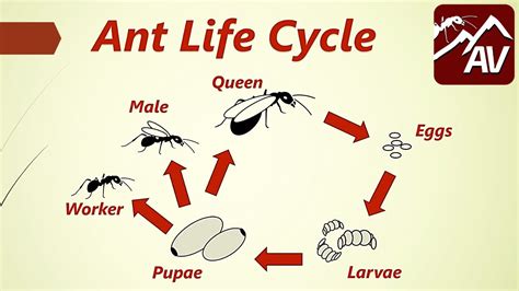 Ant Mountain with Live Ants and Ant Life Cycle Stages Learning & Education betakorp.com