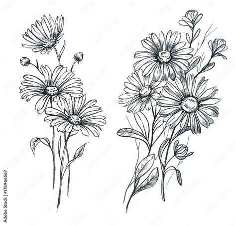 Daisies Tattoo Outline