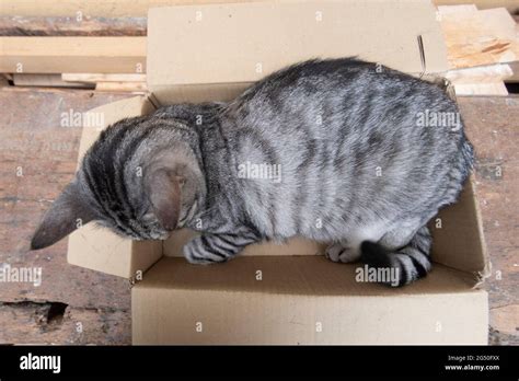 Funny cat inside a cardboard box Stock Photo - Alamy