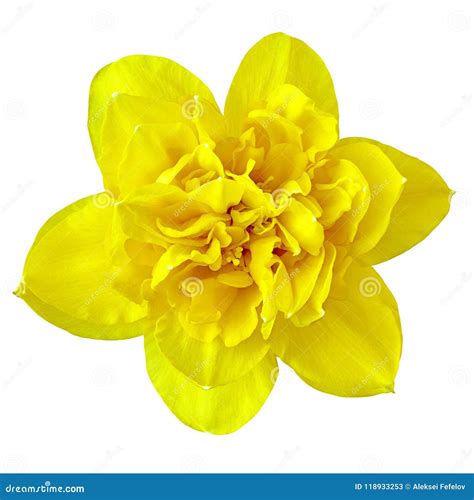 Flower Yellow Narcissus, Isolated on a White Background. Close-up Stock ...