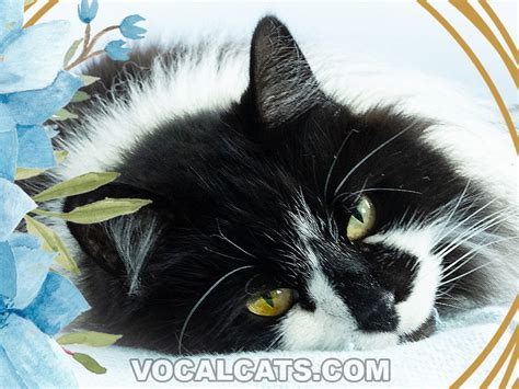 Black And White Ragdoll Cat: Complete Guide - Vocal Cats